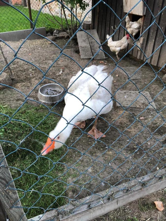 Ferienwohnung Gans Auguste Dohna Esterno foto